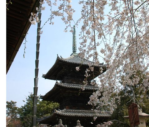 長唄新曲 初桜道成寺 歌詞と解説 俺の日本舞踊