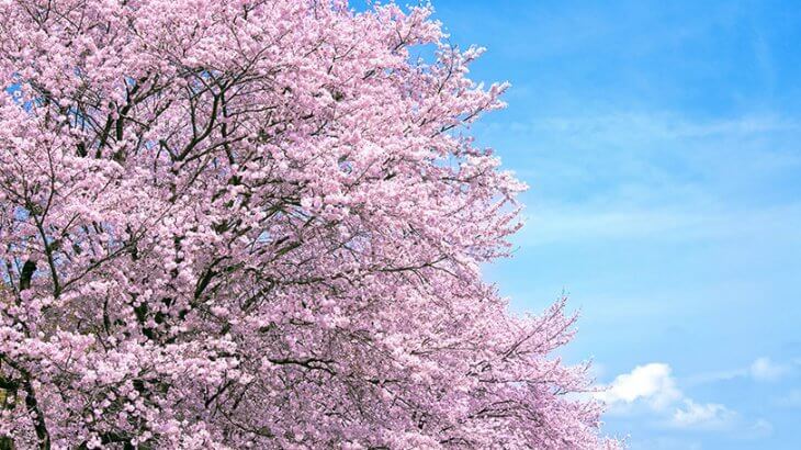 舞踊小曲 花くらべ 歌詞と解説 俺の日本舞踊